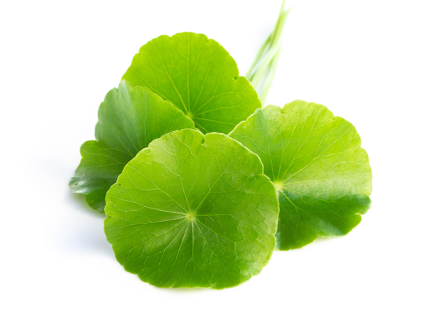Gotu Kola