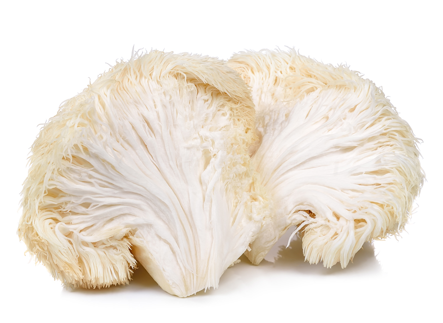 Lion’s Mane