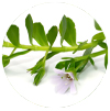 Memora - Bacopa Monnieri