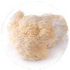 Memora - Lion's Mane Mushroom