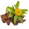 Memora - Rhodiola Rosea Extract