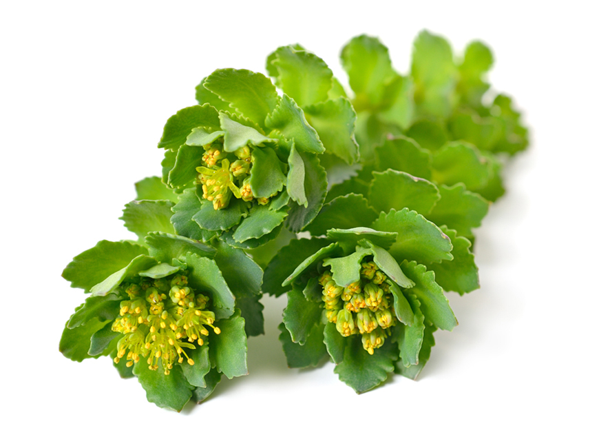Rhodiola Rosea