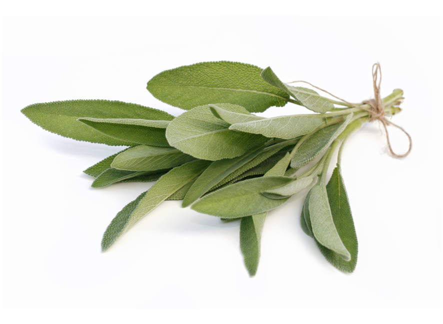 Salvia officinalis