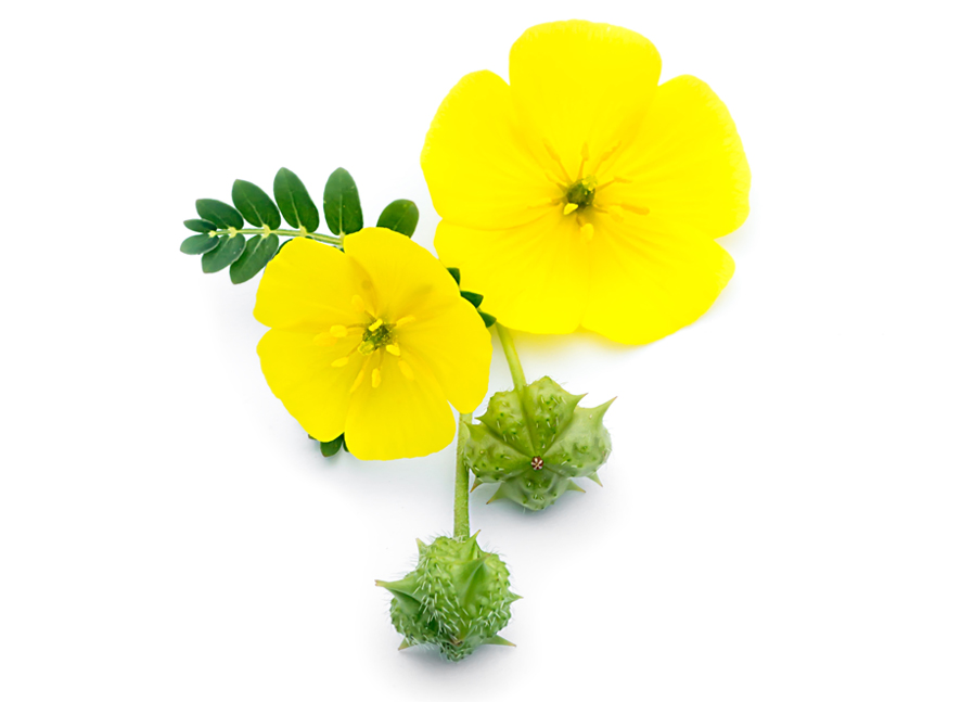 Tribulus terrestris