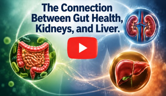 The Connection Between Gut Health, Kidneys, and Liver